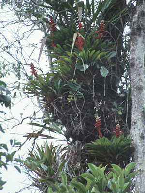 Mezobromelia Bromeliad Plant Species | Bromeliad Plant Care