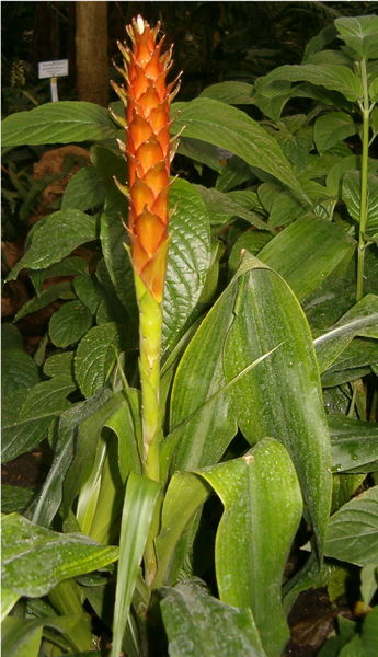 Pitcairnia Bromeliad Plant Species