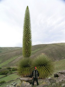 Tallest Bromeliad