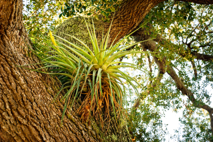 Air Plant Air Plant