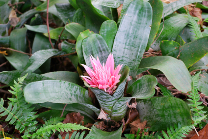 bromeliad aechmea bracts