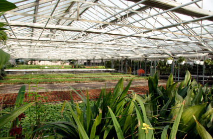 Bromeliad Nursery Bromeliad Nursery