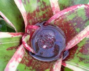Bromeliad Water Bromeliad Water