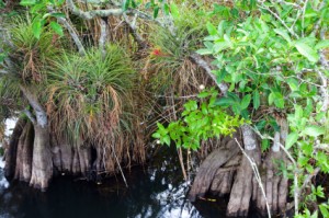 Group of Bromeliads in Florida Swamps