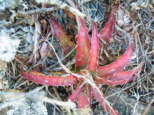 Hechtia Bromeliad