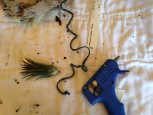Mounting the air plant