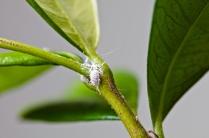 Mealybugs Mealybugs