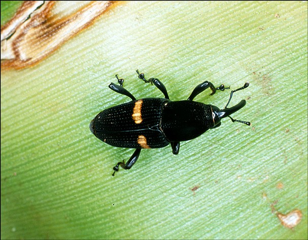 Mexican Weevil Mexican Weevil