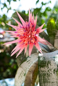 Aechmea fasciata Aechmea fasciata