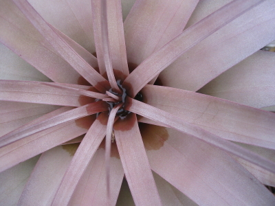 Pink Bromeliad Heart Pink Bromeliad Heart