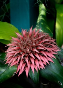 Pink Spiky Bromeliad Pink Spiky Bromeliad