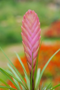 Tillandsia Cyania Tillandsia Cyania
