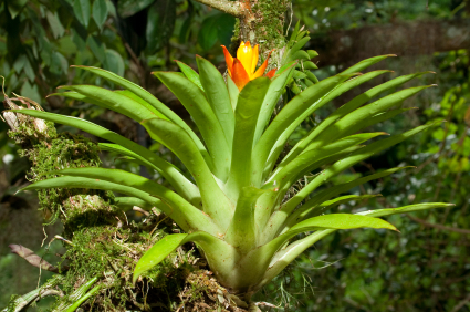 Tropical Bromeliad