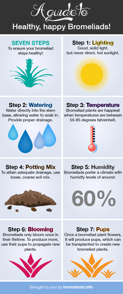 Bromeliad Care Infographic