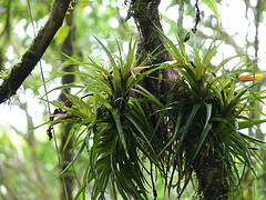 epiphytic bromeliad