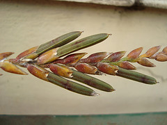 Bromeliad seed pod